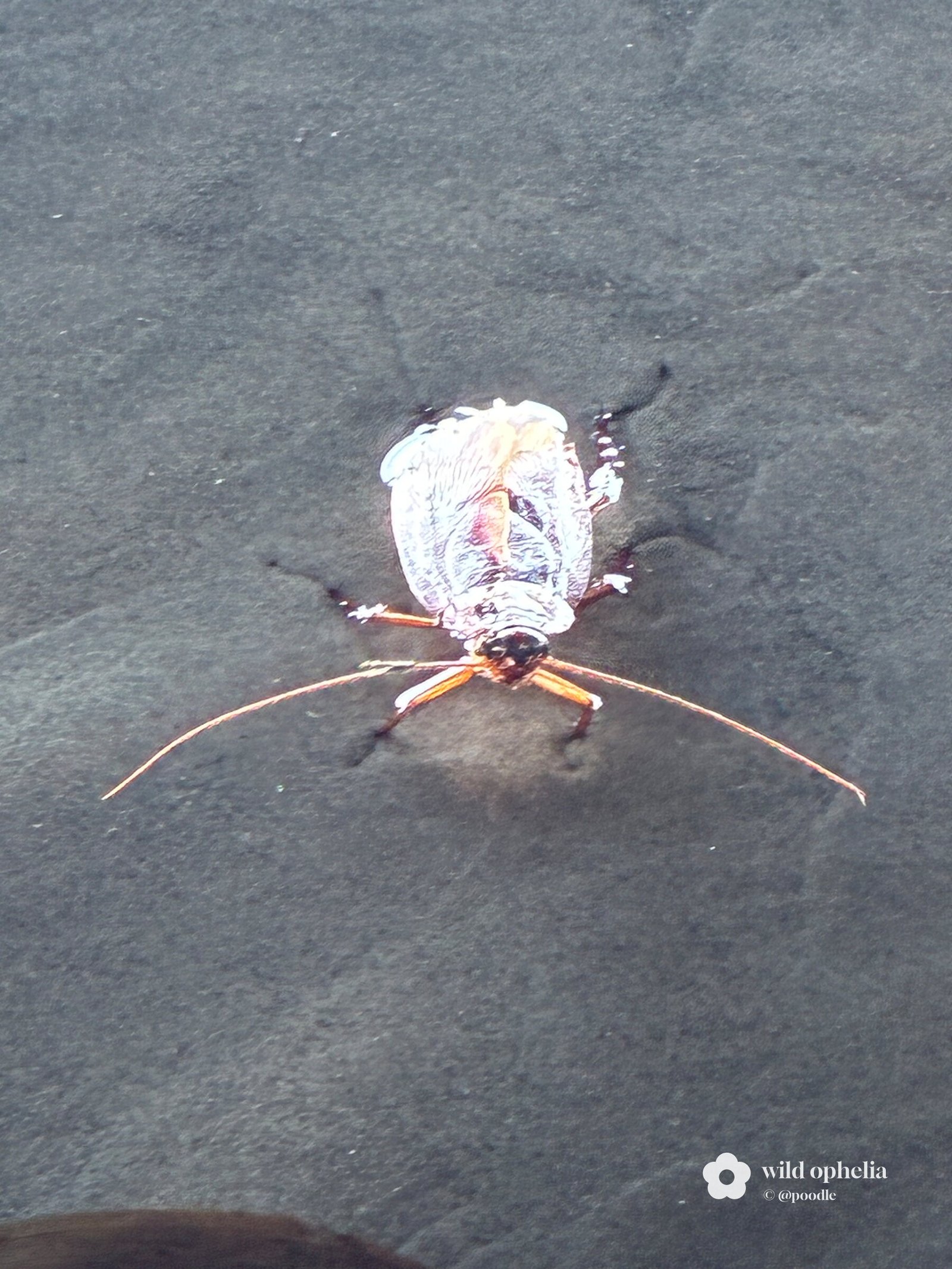 Interesting Insect