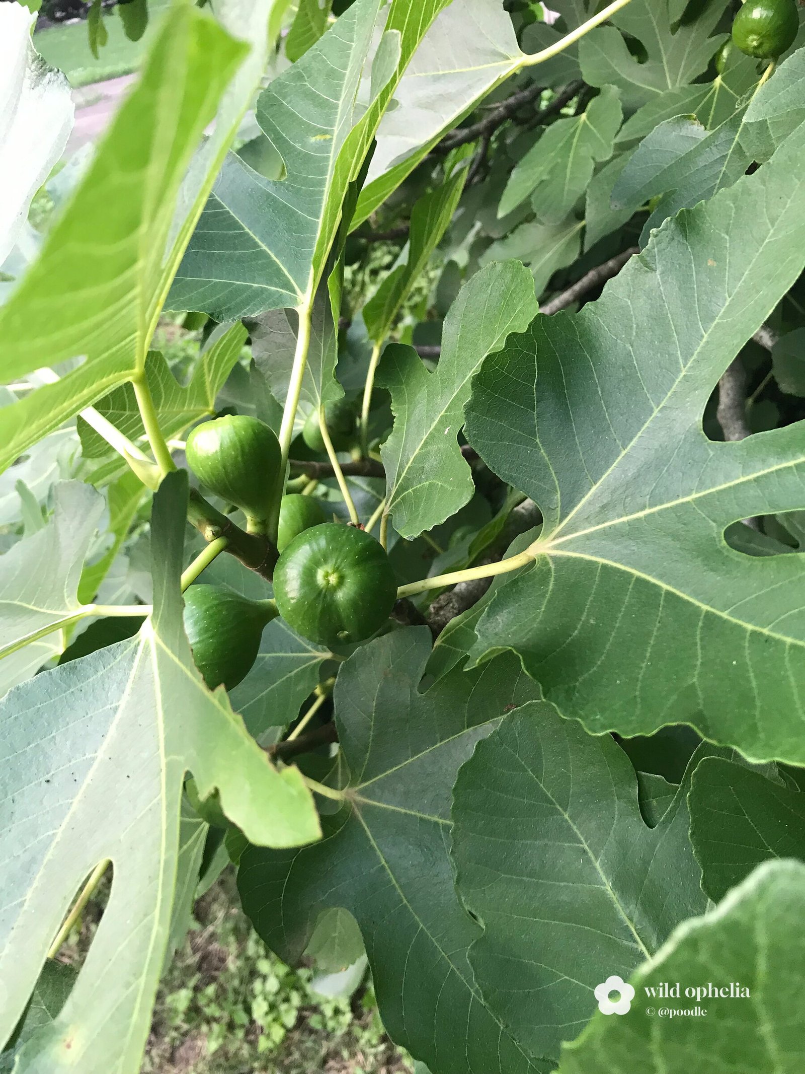 Figs in the making by @poodle