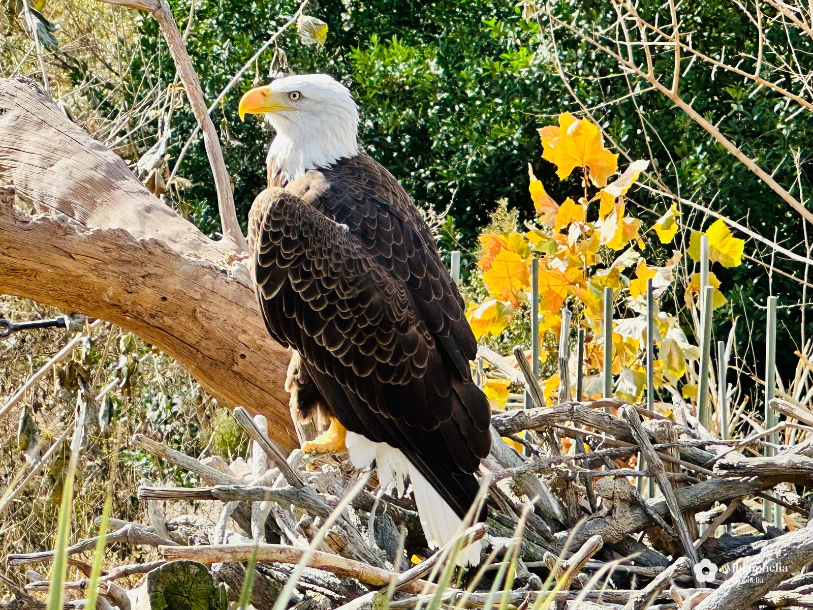 A bald eagle with a white head, yellow hooked beak and dark brown body perched on driftwood, looking left, with bright yellow autumn leaves behind it.