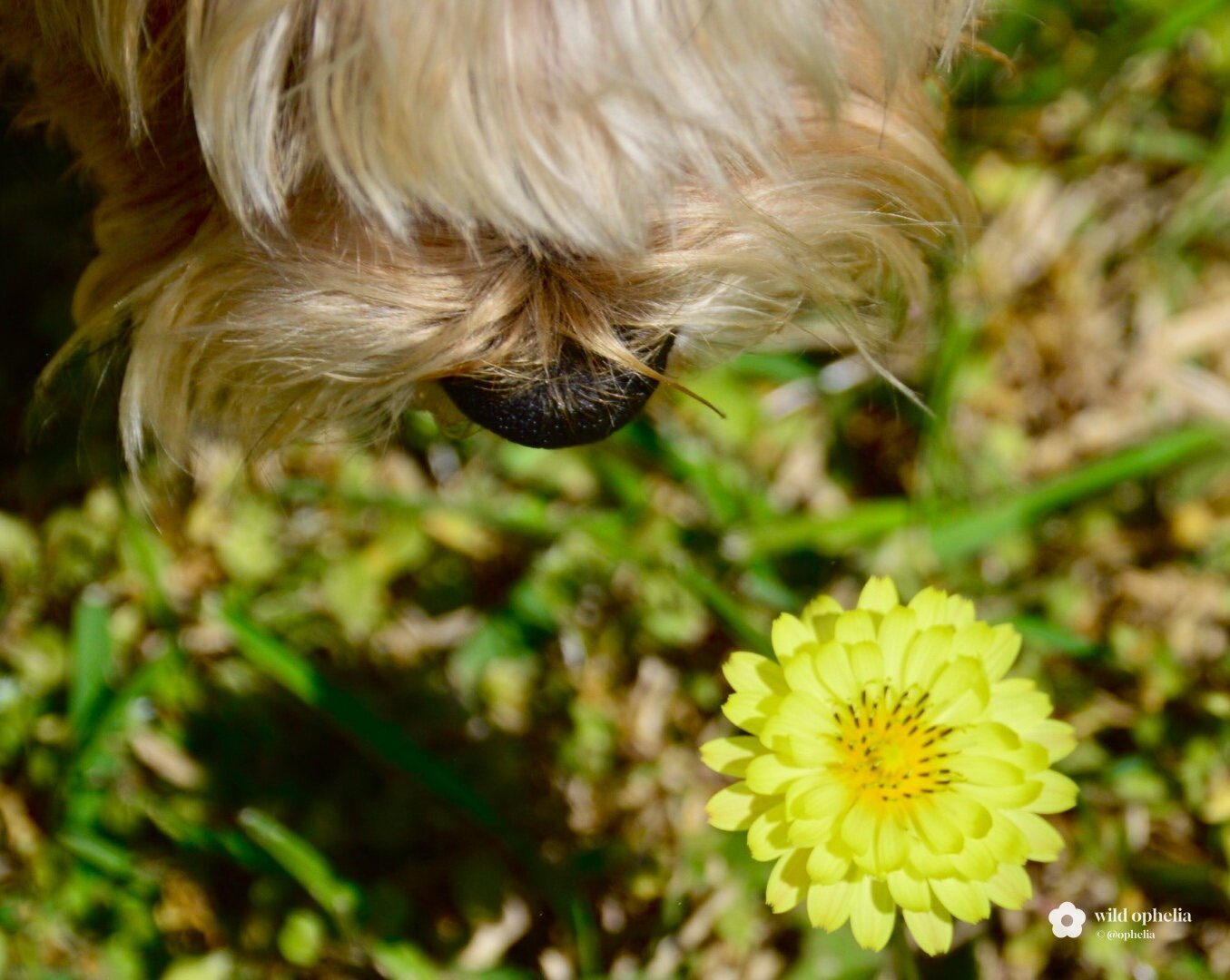 Looking down on a scruffy tan dog's nose sniffing toward a single pale yellow wildflower in the grass.