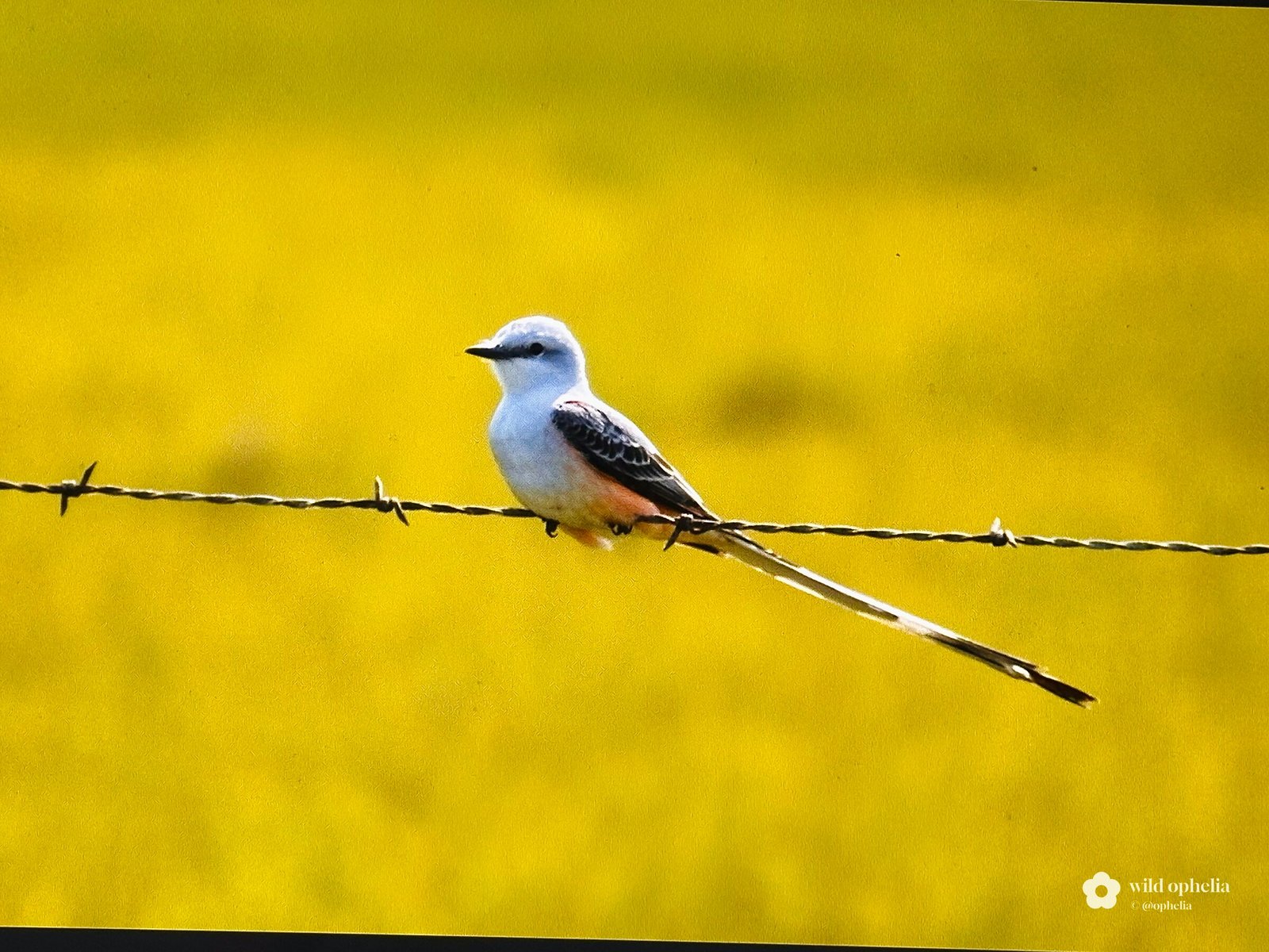A pale gray scissor-tailed flycatcher with salmon-pink flanks and a very long forked tail perched on barbed wire against a blurred yellow field.