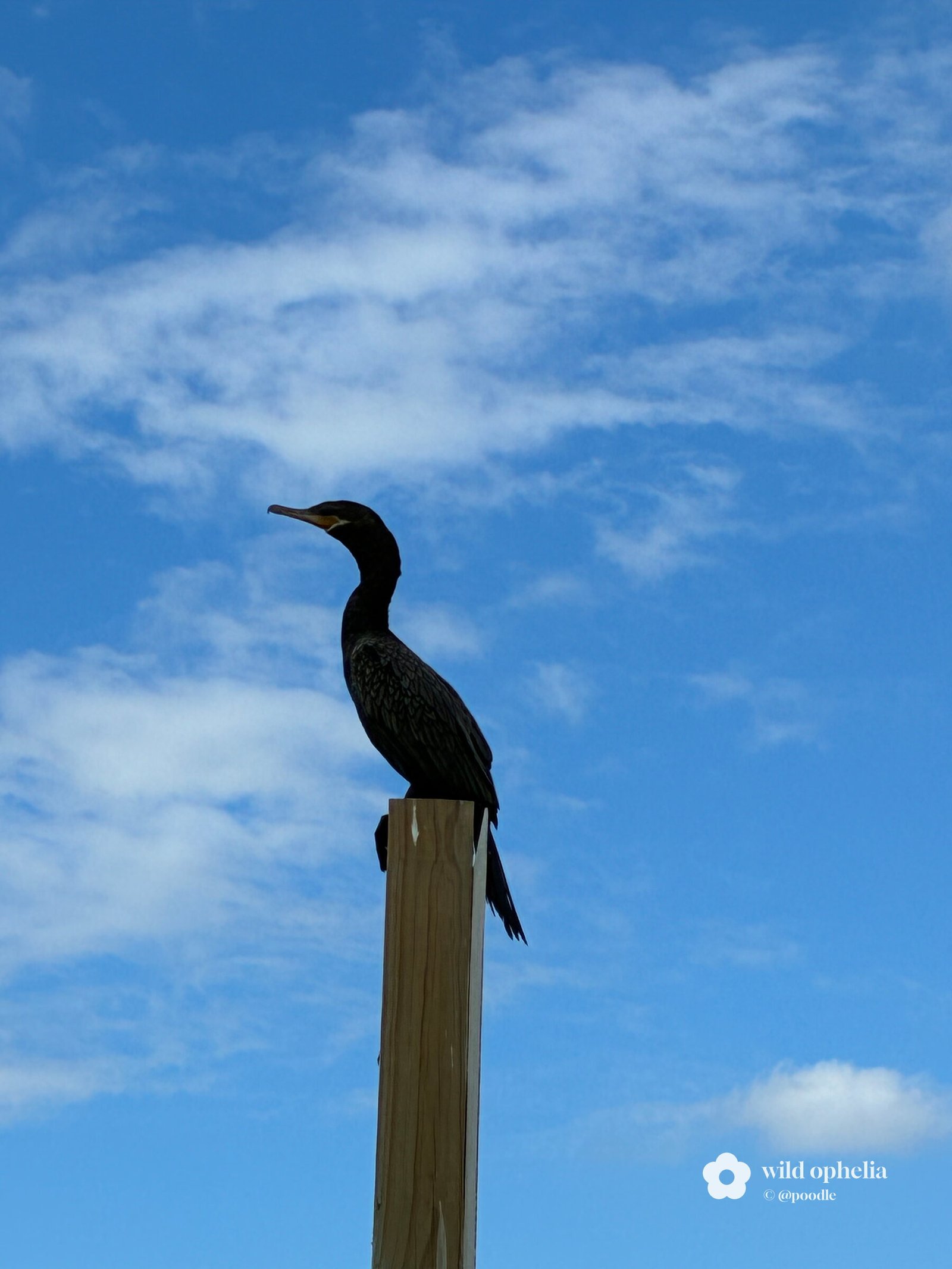Lookout post by @poodle