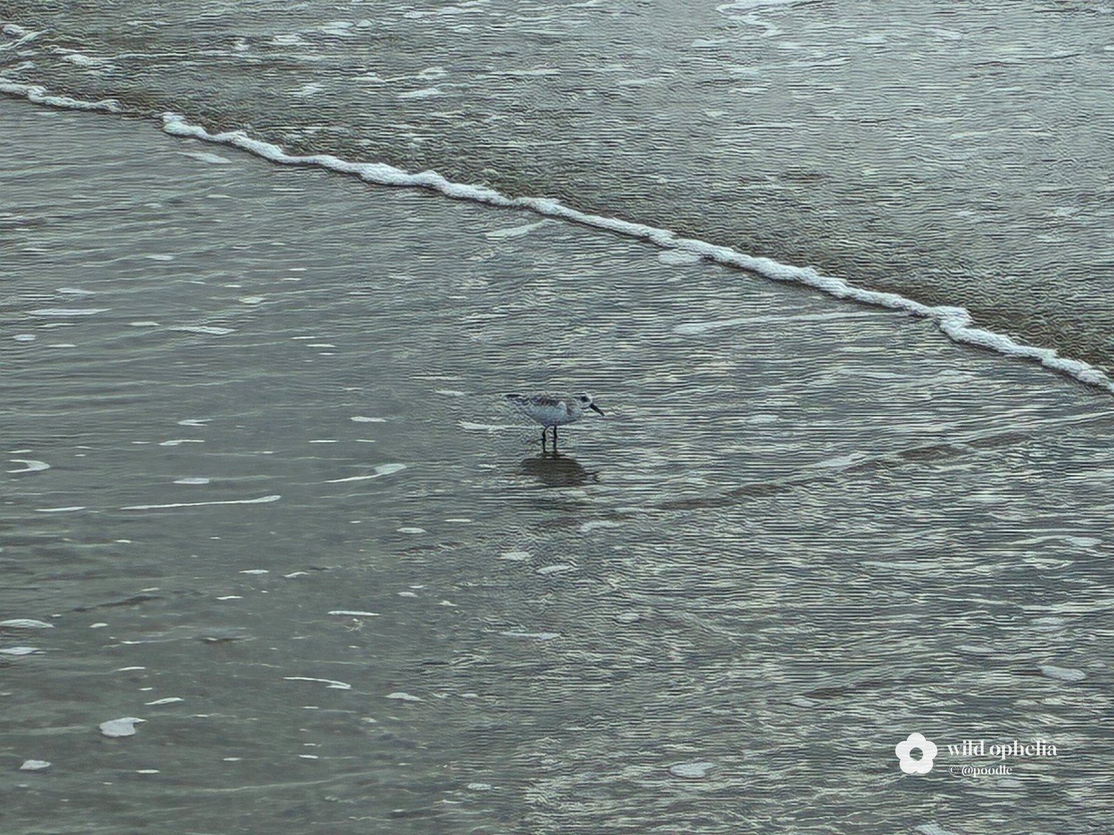 Chasing the tide line by @poodle