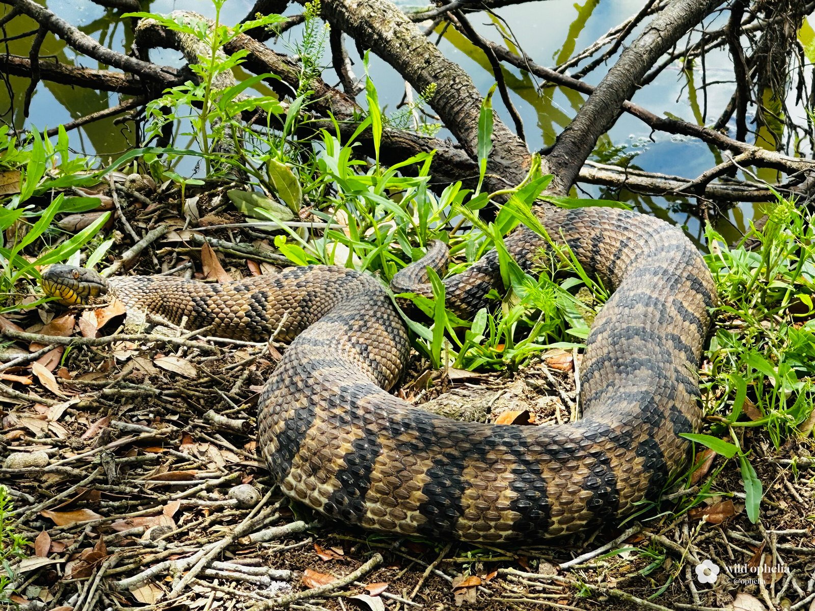 A thick-bodied brown snake with dark crossbands lies coiled among twigs, leaves and green weeds at the edge of still water, its head resting to the left.