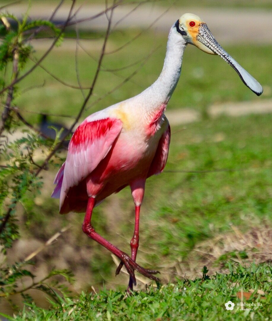 A roseate spoonbill walking on green grass, with bright pink wings, a white neck, a bare greenish head with a red eye and a long flat spoon-shaped bill.