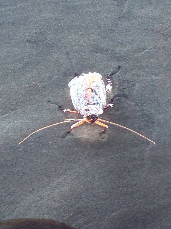 Interesting Insect by @poodle