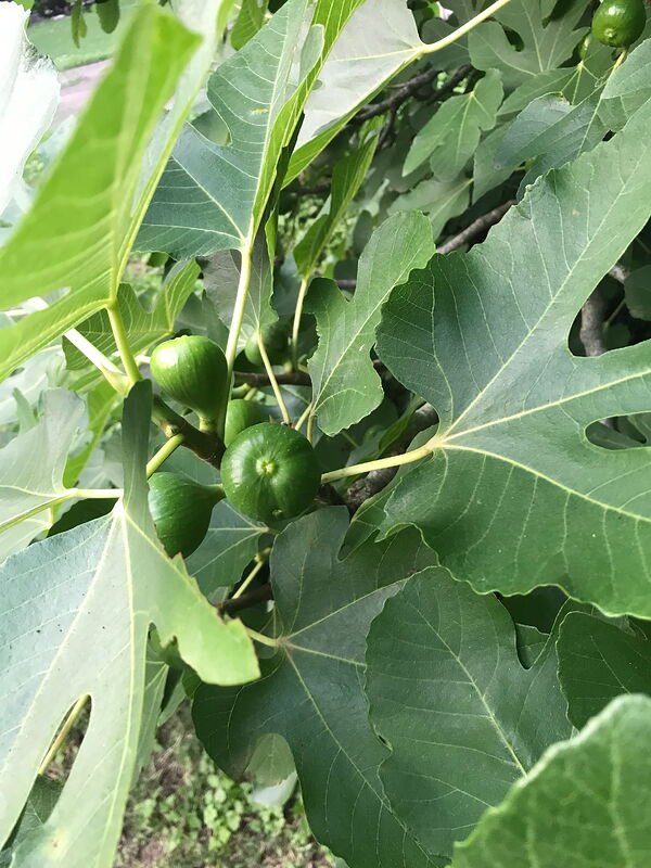 Figs in the making by @poodle