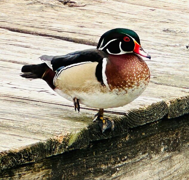 A male wood duck standing on weathered gray planks, with a glossy green and white striped head, red eye and bill, chestnut speckled chest and buff sides.