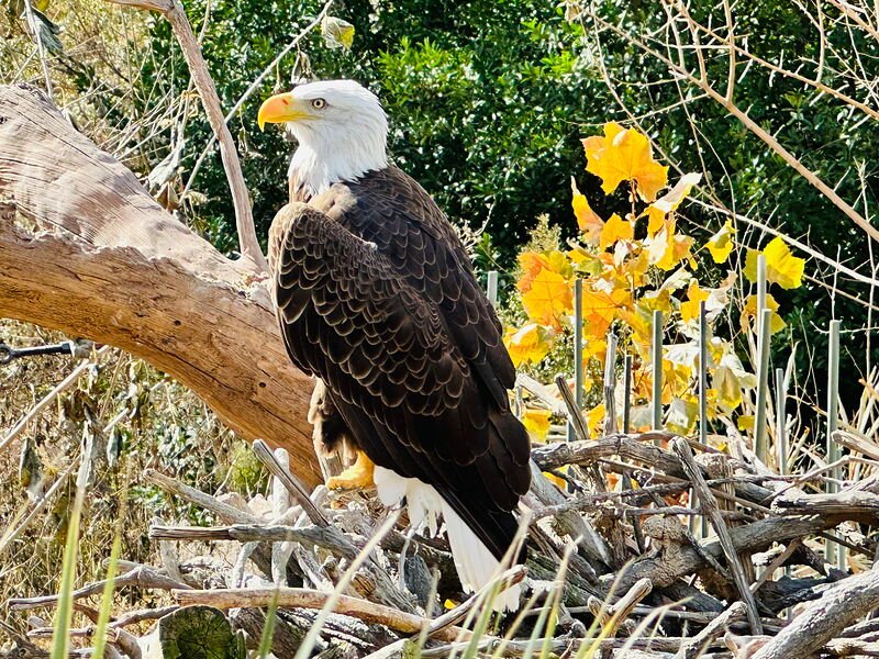 A bald eagle with a white head, yellow hooked beak and dark brown body perched on driftwood, looking left, with bright yellow autumn leaves behind it.
