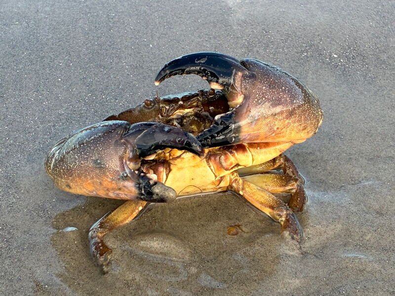 A stone crab on wet sand at the water's edge, with a speckled orange-brown shell and two large claws tipped in black, held up in a defensive pose.