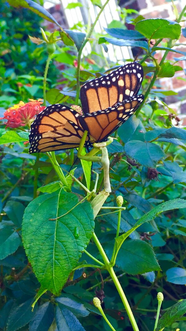 A pale green praying mantis clinging to a stem, holding a monarch butterfly with orange, black and white-spotted wings, beside red and orange lantana flowers.