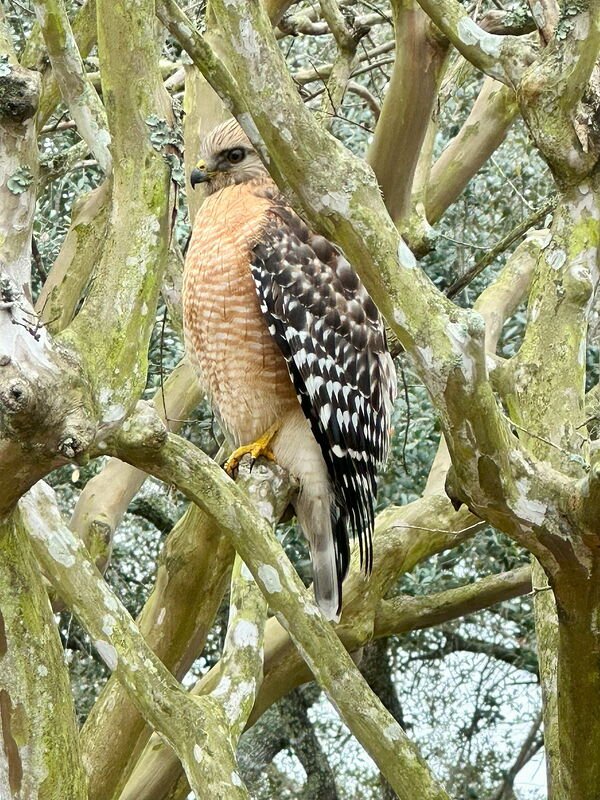 A red-shouldered hawk perched among smooth, moss-streaked crape myrtle branches, with a rusty barred chest, black-and-white checkered wings and yellow feet, looking to the left.