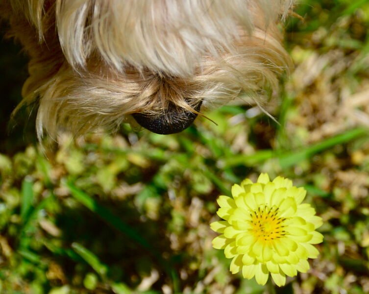 Looking down on a scruffy tan dog's nose sniffing toward a single pale yellow wildflower in the grass.