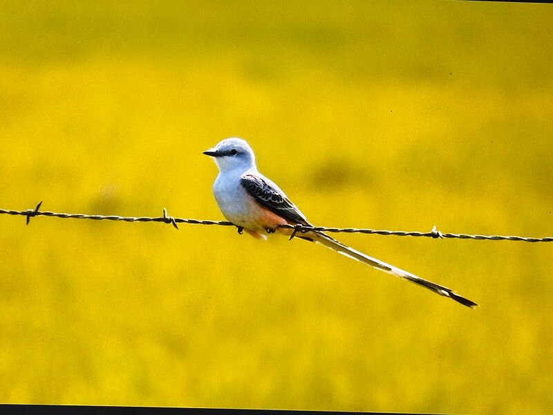 A pale gray scissor-tailed flycatcher with salmon-pink flanks and a very long forked tail perched on barbed wire against a blurred yellow field.