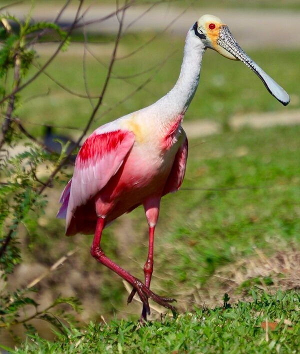 A roseate spoonbill walking on green grass, with bright pink wings, a white neck, a bare greenish head with a red eye and a long flat spoon-shaped bill.